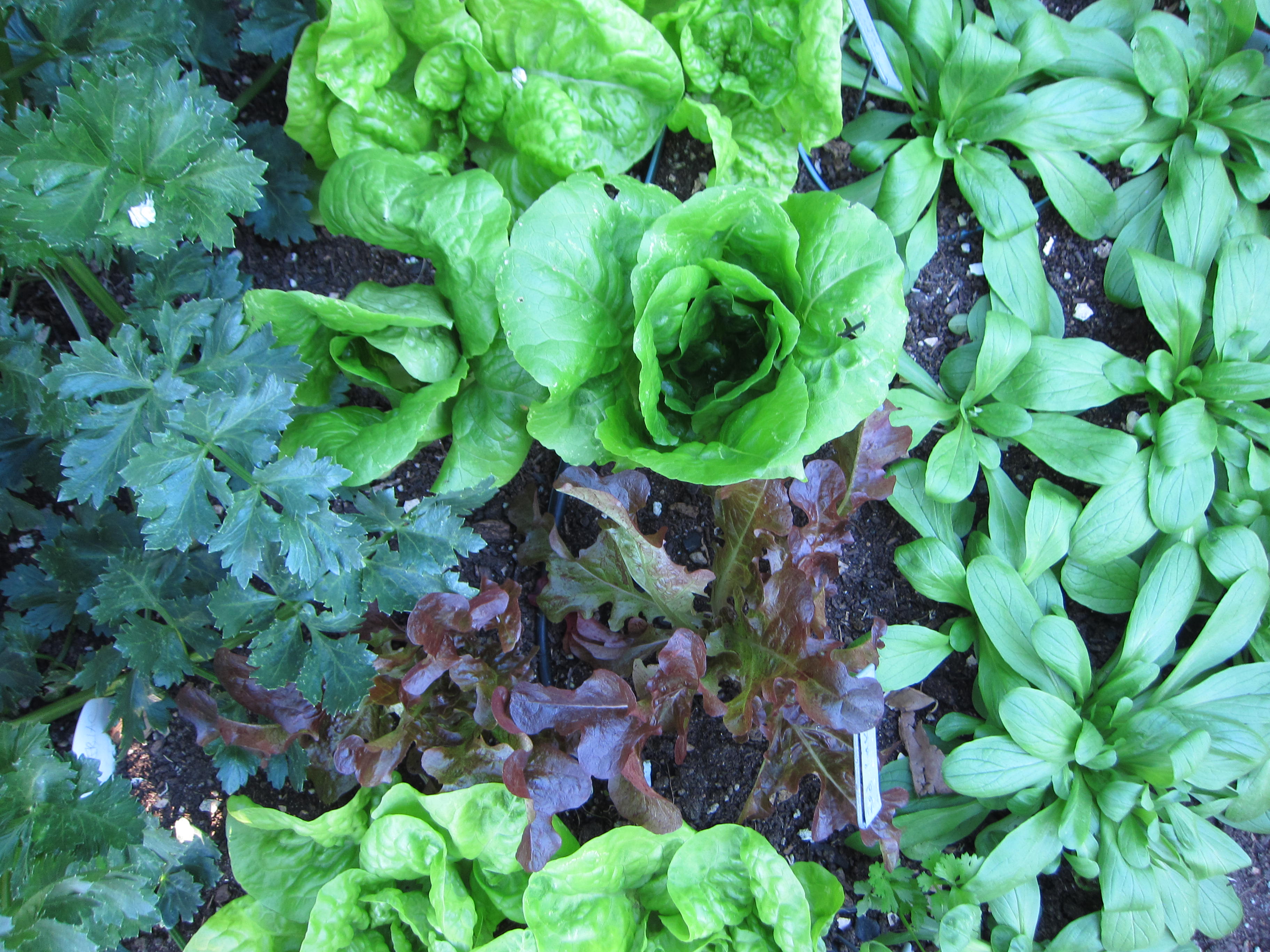 Wordless Wednesday winter lettuces