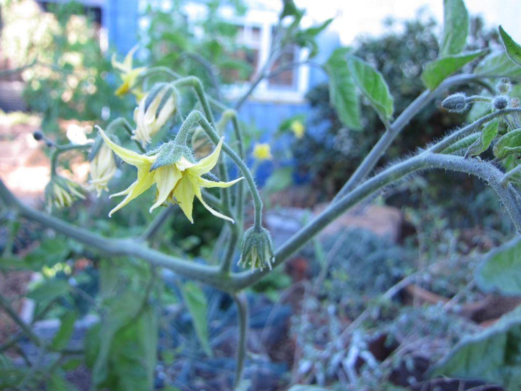 Wordless Wednesday tomato flowers