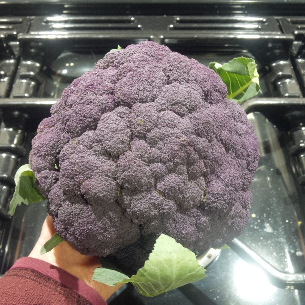 Rosalind Broccoli OVF