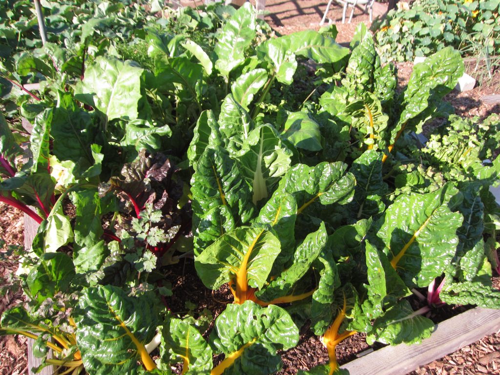 Swiss chard ovf