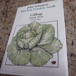 Purple Savoy Cabbage