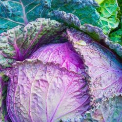 Purple Savoy cabbage1