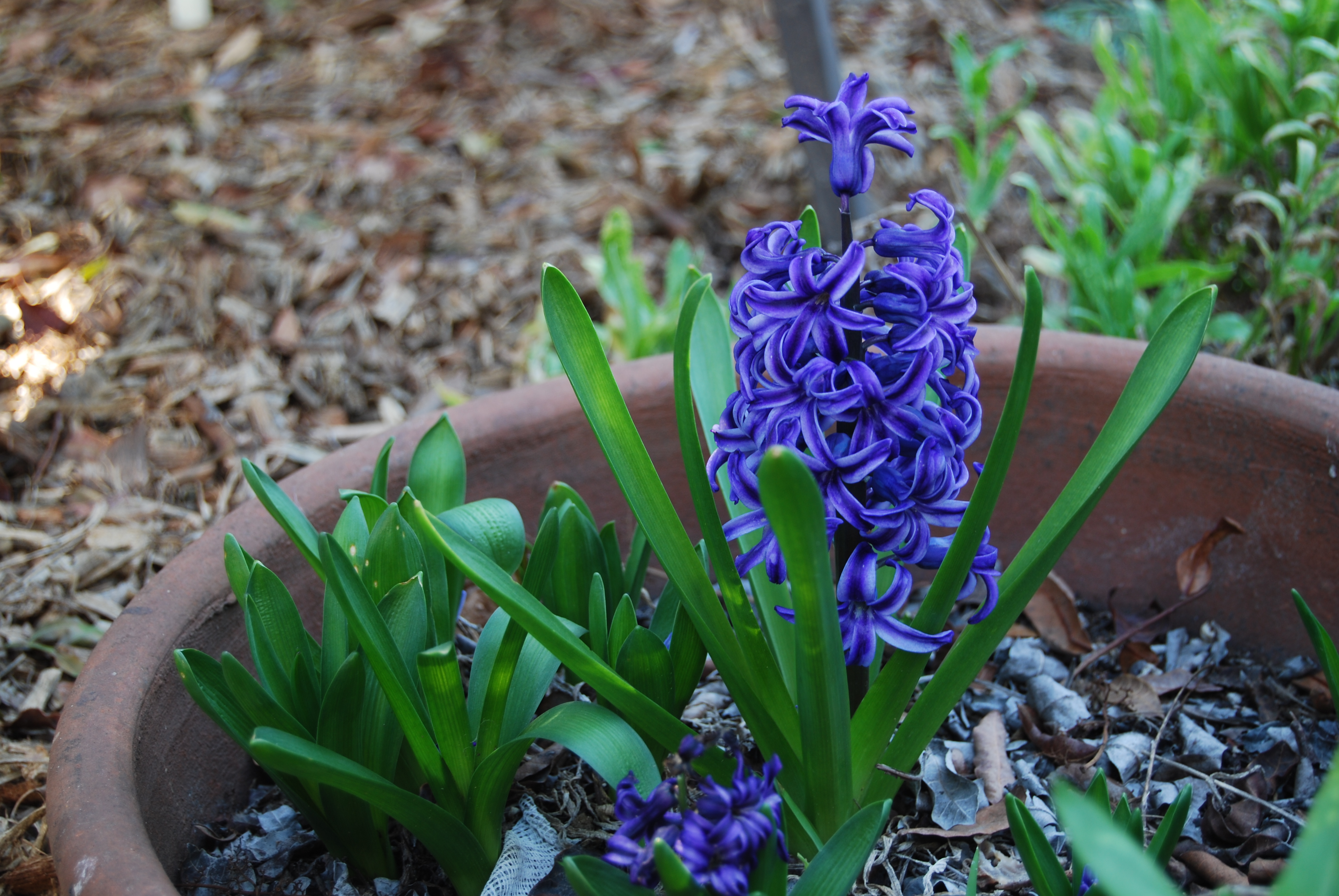 Wordless Wednesday Hyacinth 