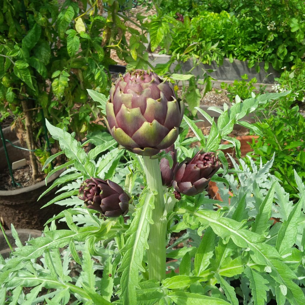 Winnetka Purple artichoke wordless wednesday