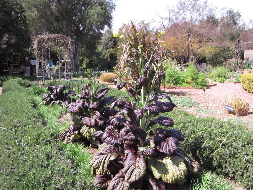 Wordless wednesday mustard Huntington