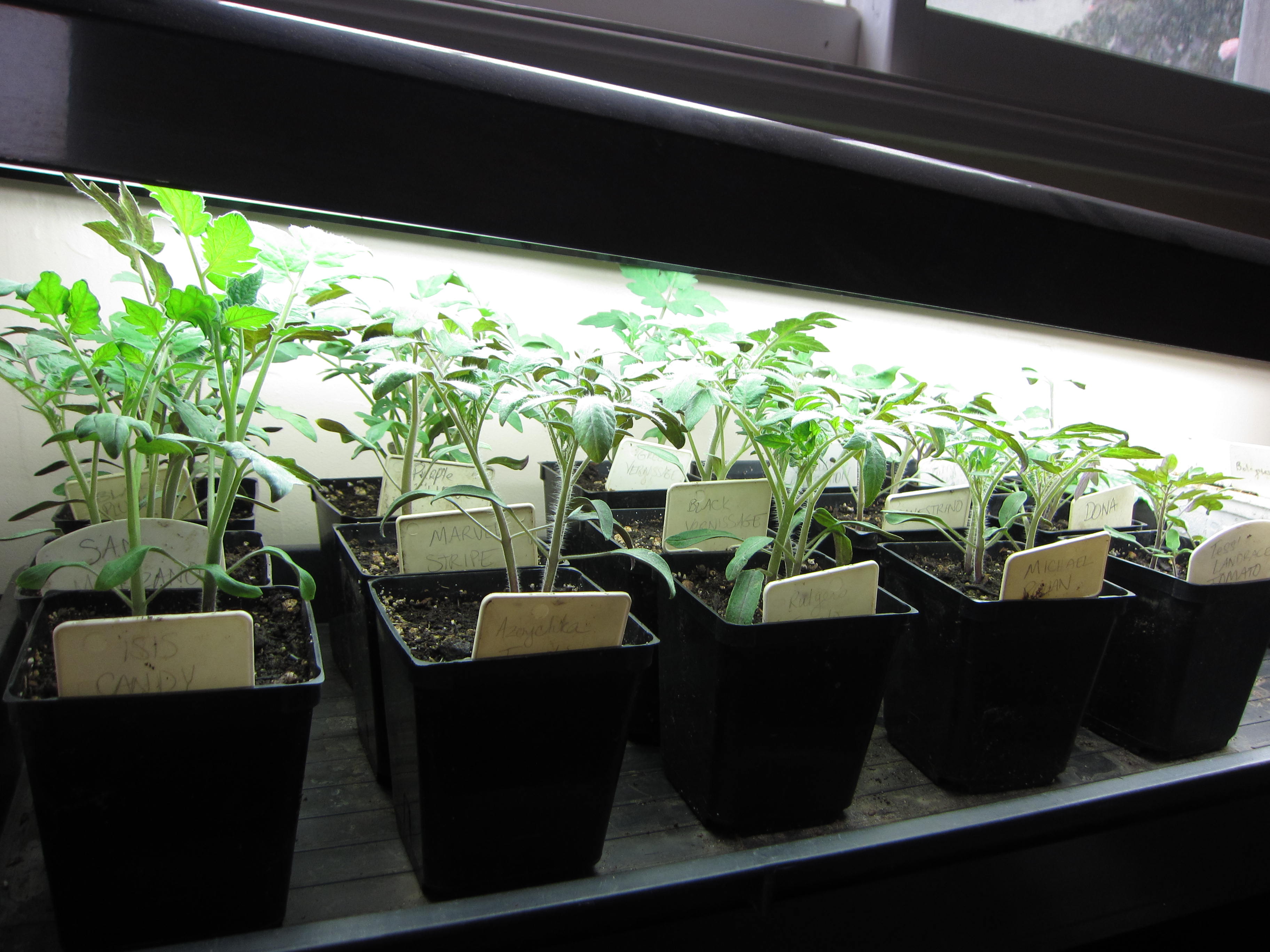 Wordless Wednesday tomato seedlings