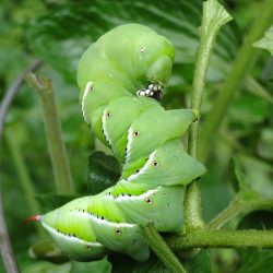 tomato hornworm