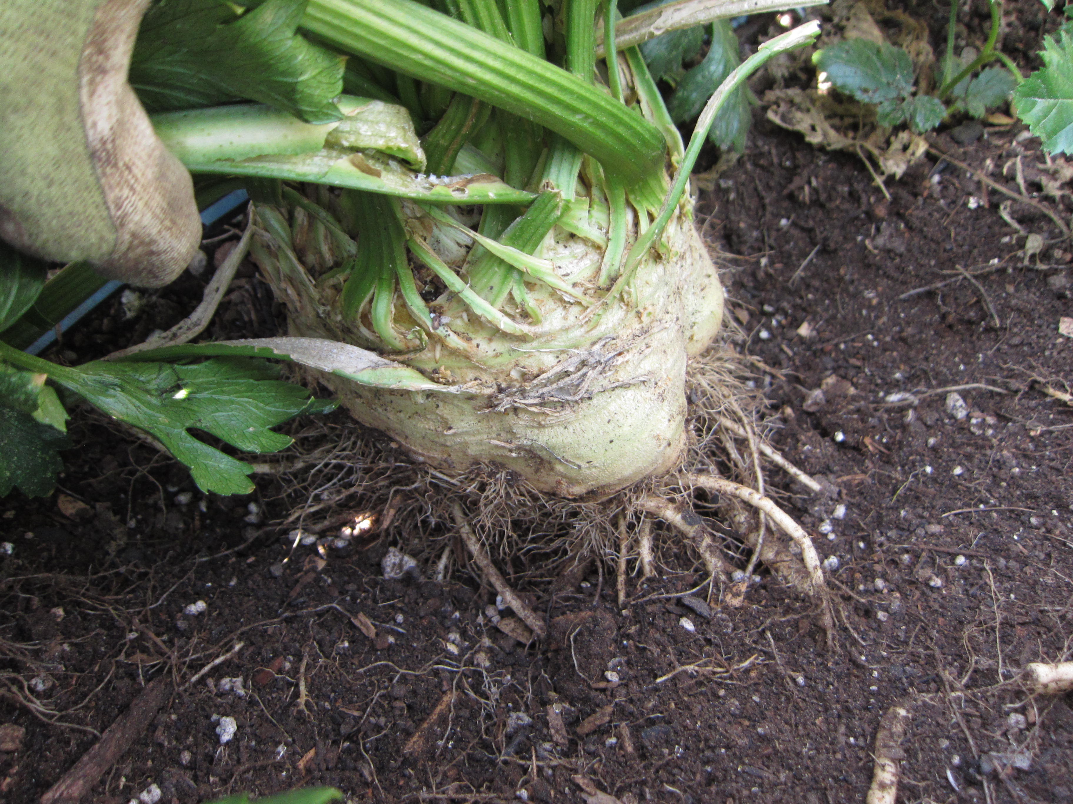 celeriac harvesting