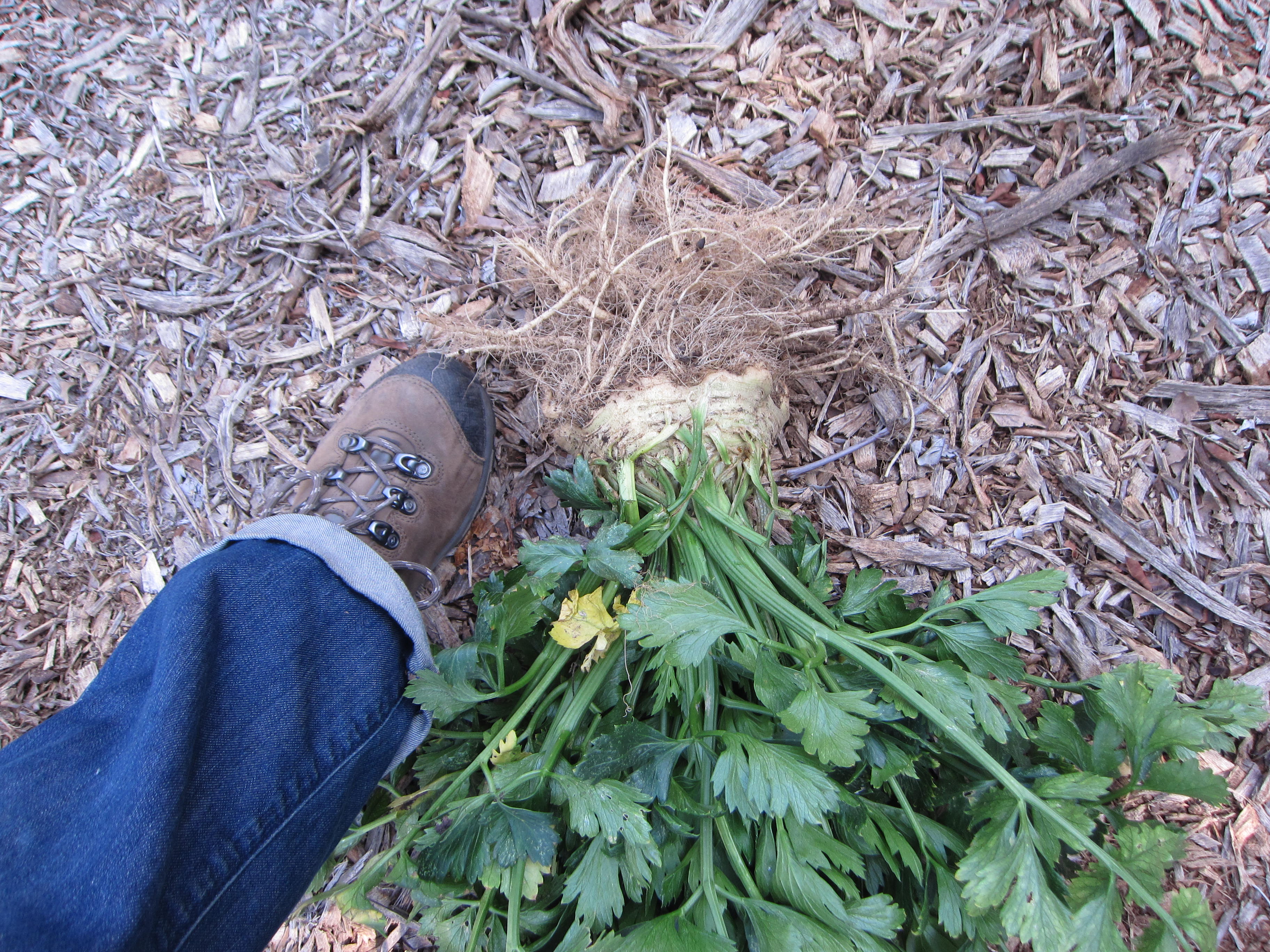 celeriac root harvested