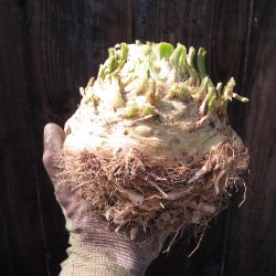 From Harvesting Celeriac to Celeriac Soup