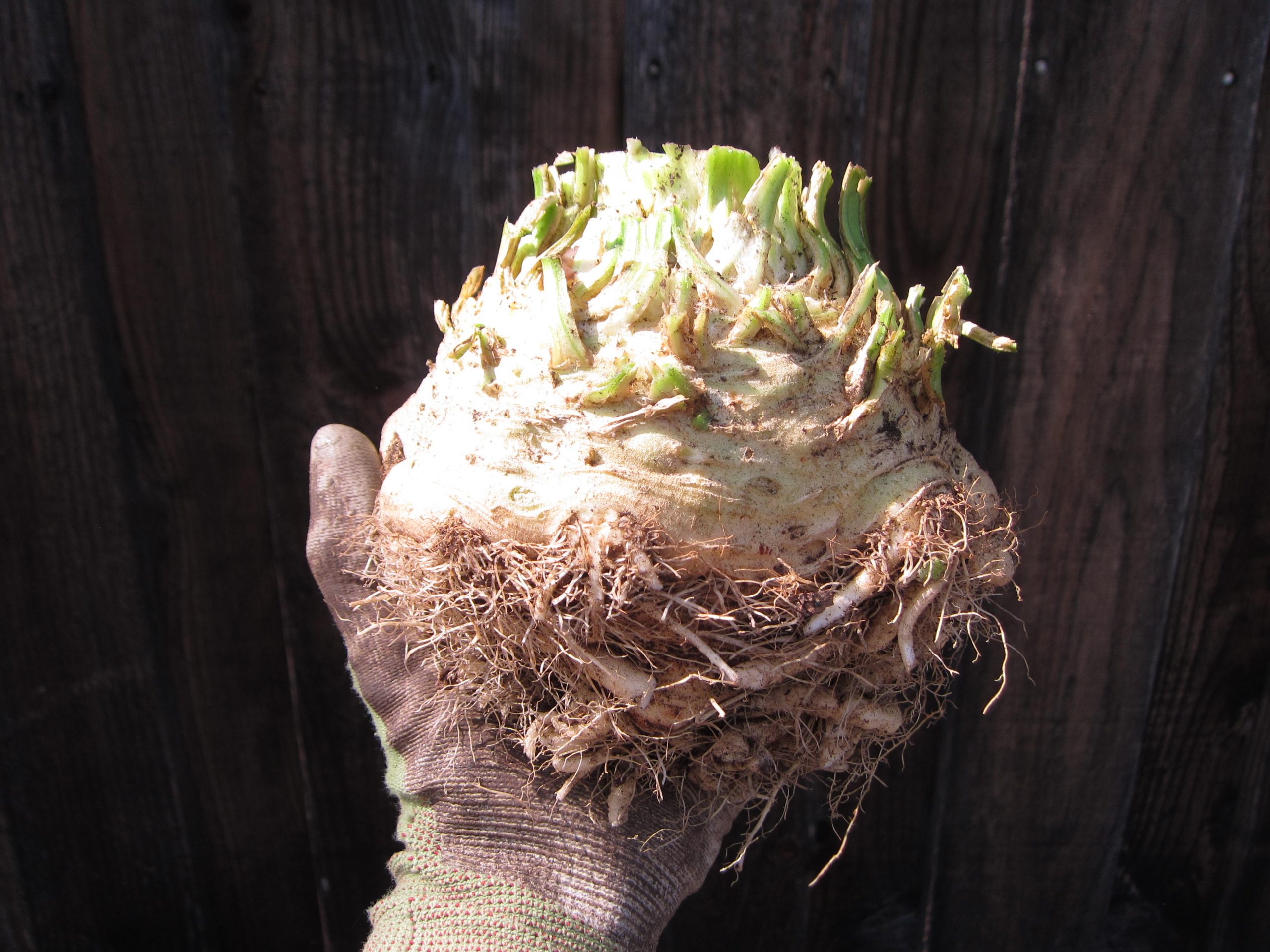 You are currently viewing From Harvesting Celeriac to Celeriac Soup