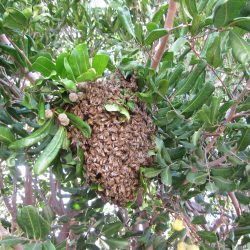 YouTube: Rescuing a Feral Bee Swarm