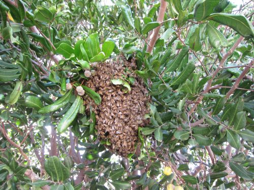 Read more about the article YouTube: Rescuing a Feral Bee Swarm