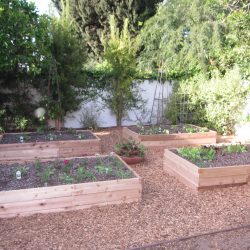 New Edible Space-Filler Garden