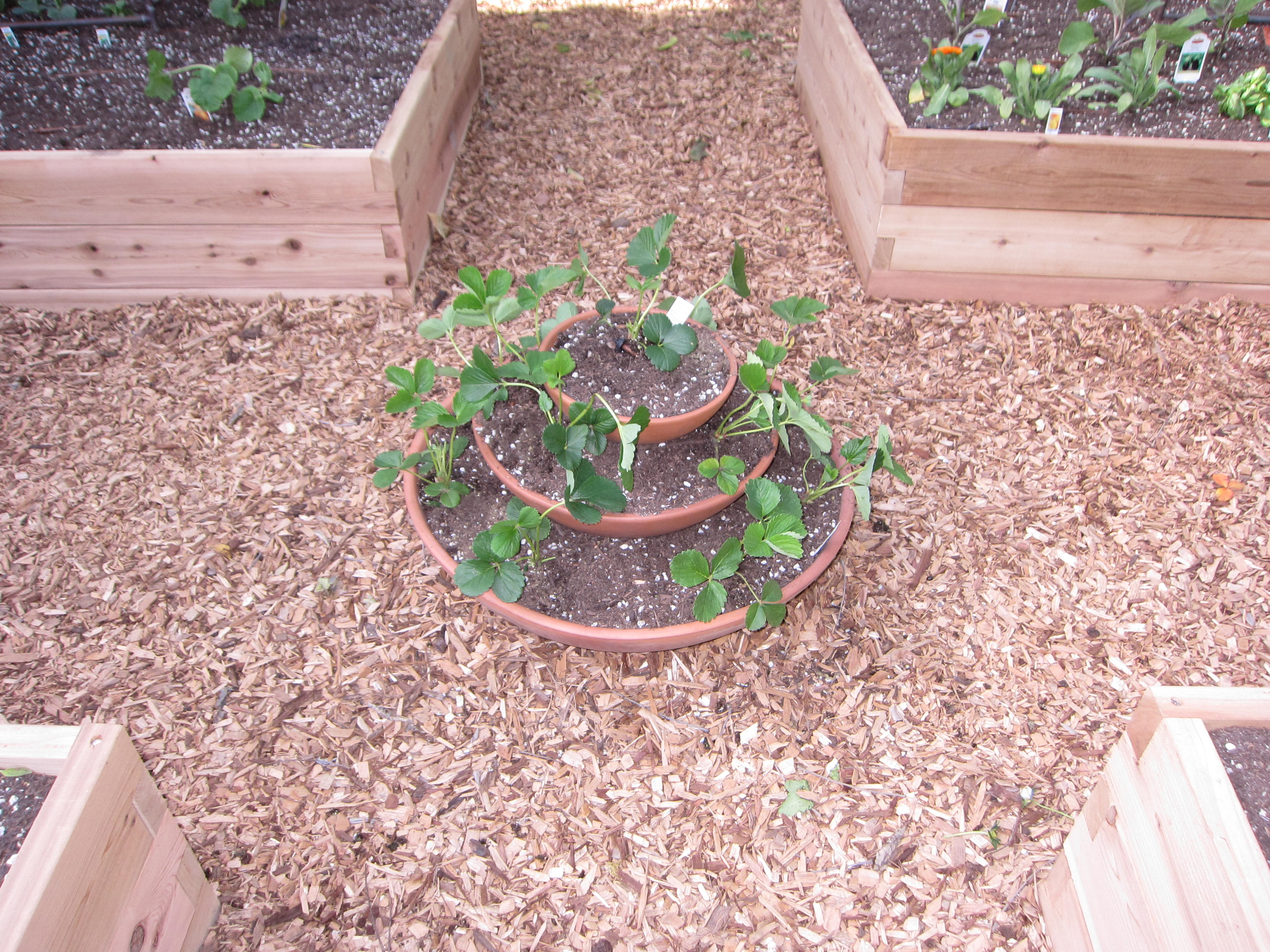 Galbriath strawberry planter