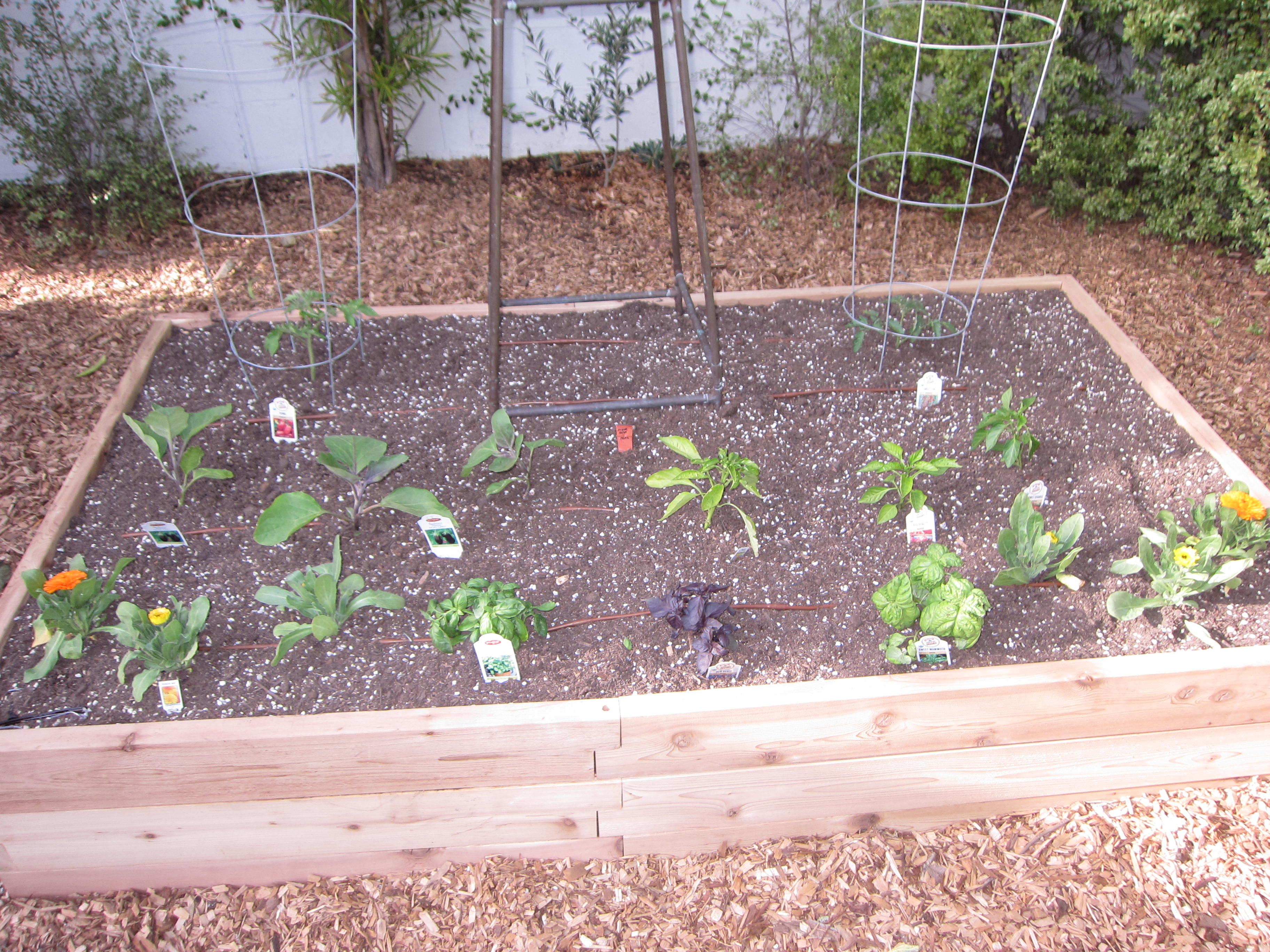 Galbriath tomato bed space-filler garden