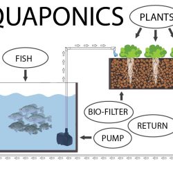 The Science of Aquaponics