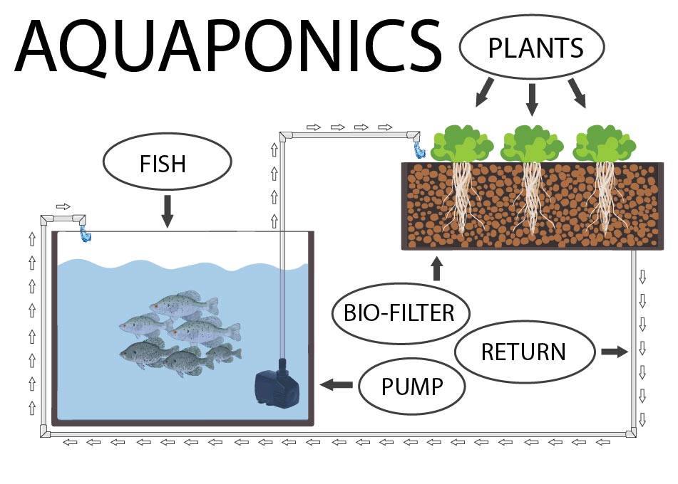 You are currently viewing The Science of Aquaponics