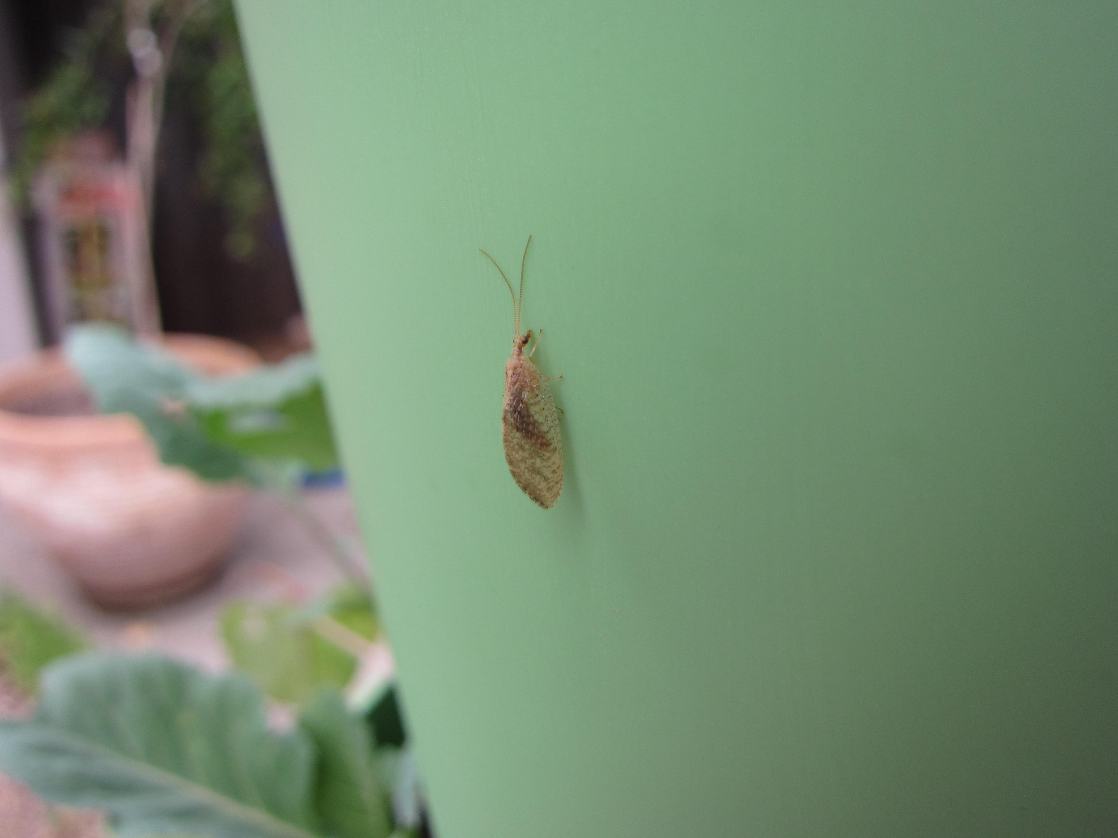 Wordless Wednesday Brown lacewing