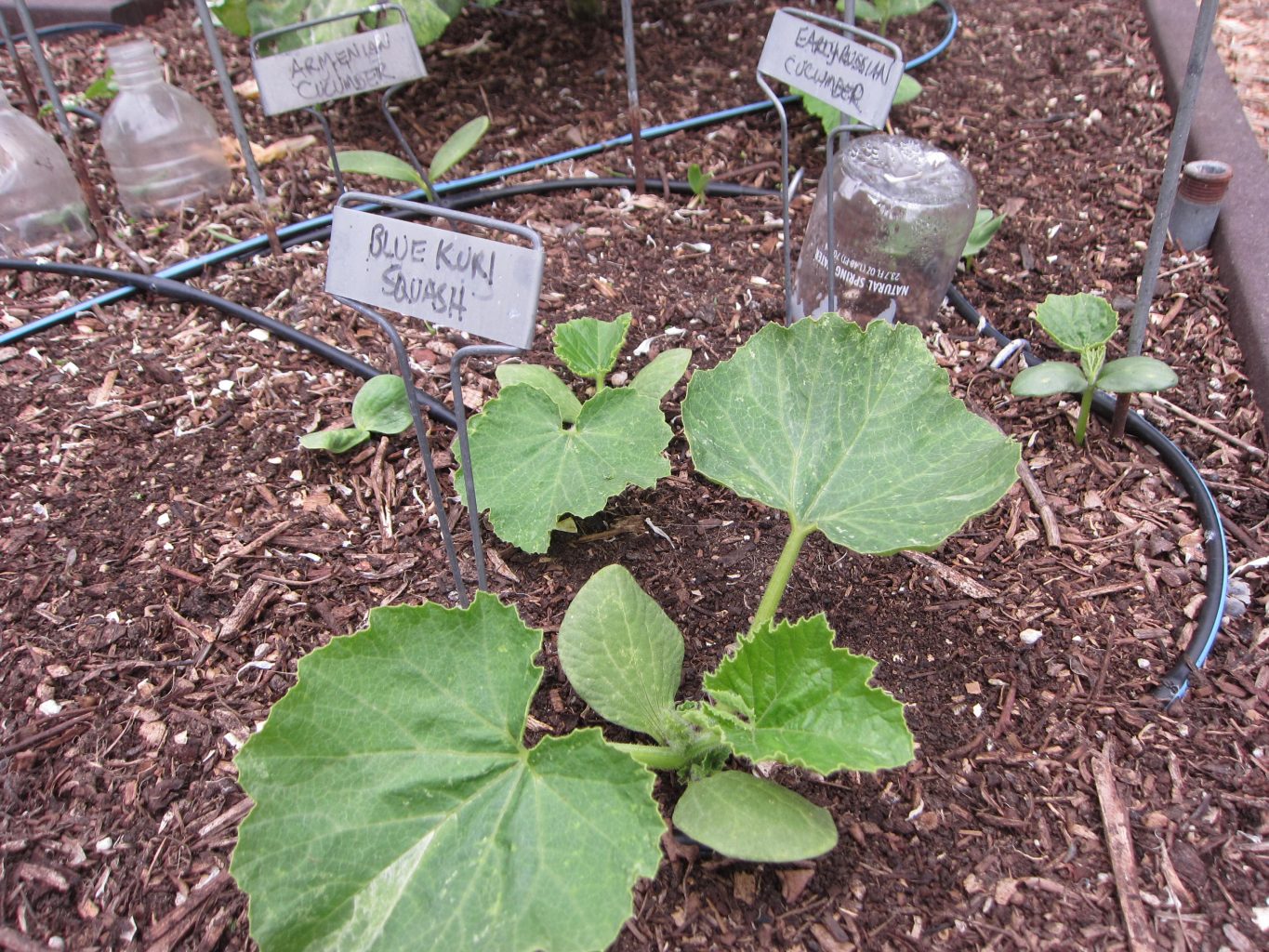Ask Gardenerd Planting Tips for Squash and Melons Gardenerd