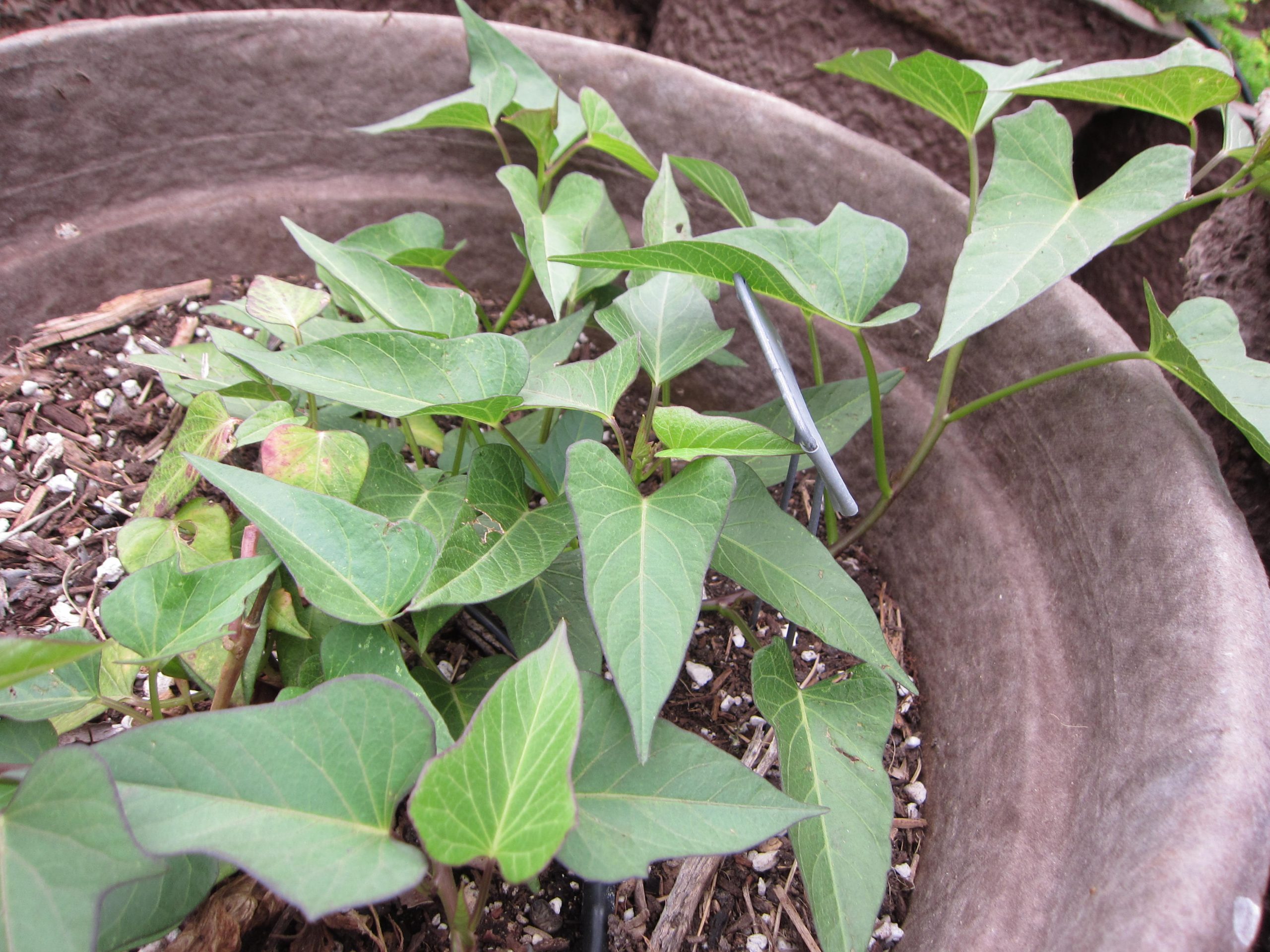 Wordless Wednesday sweet potatoes