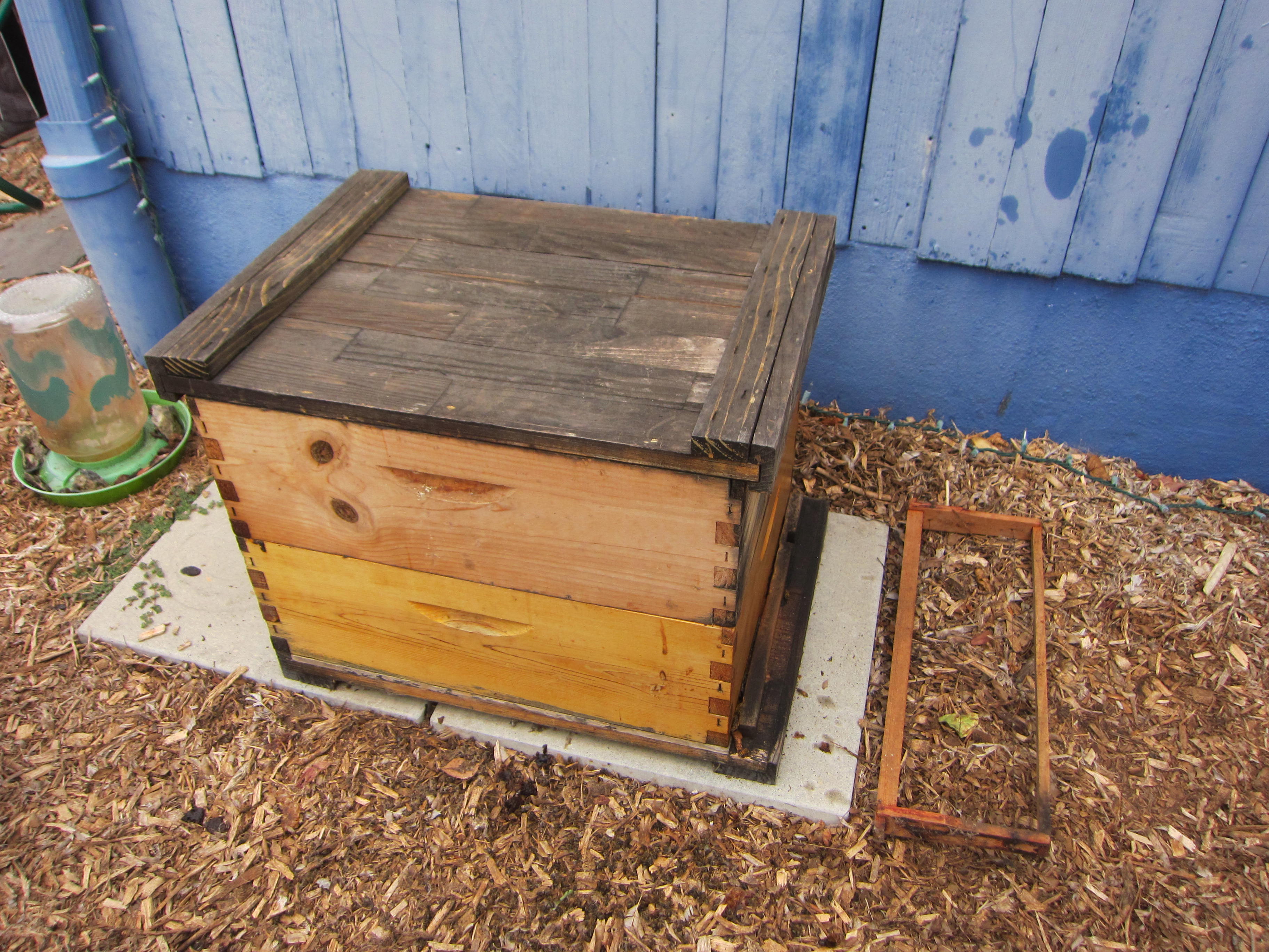 Bee Death New Hive