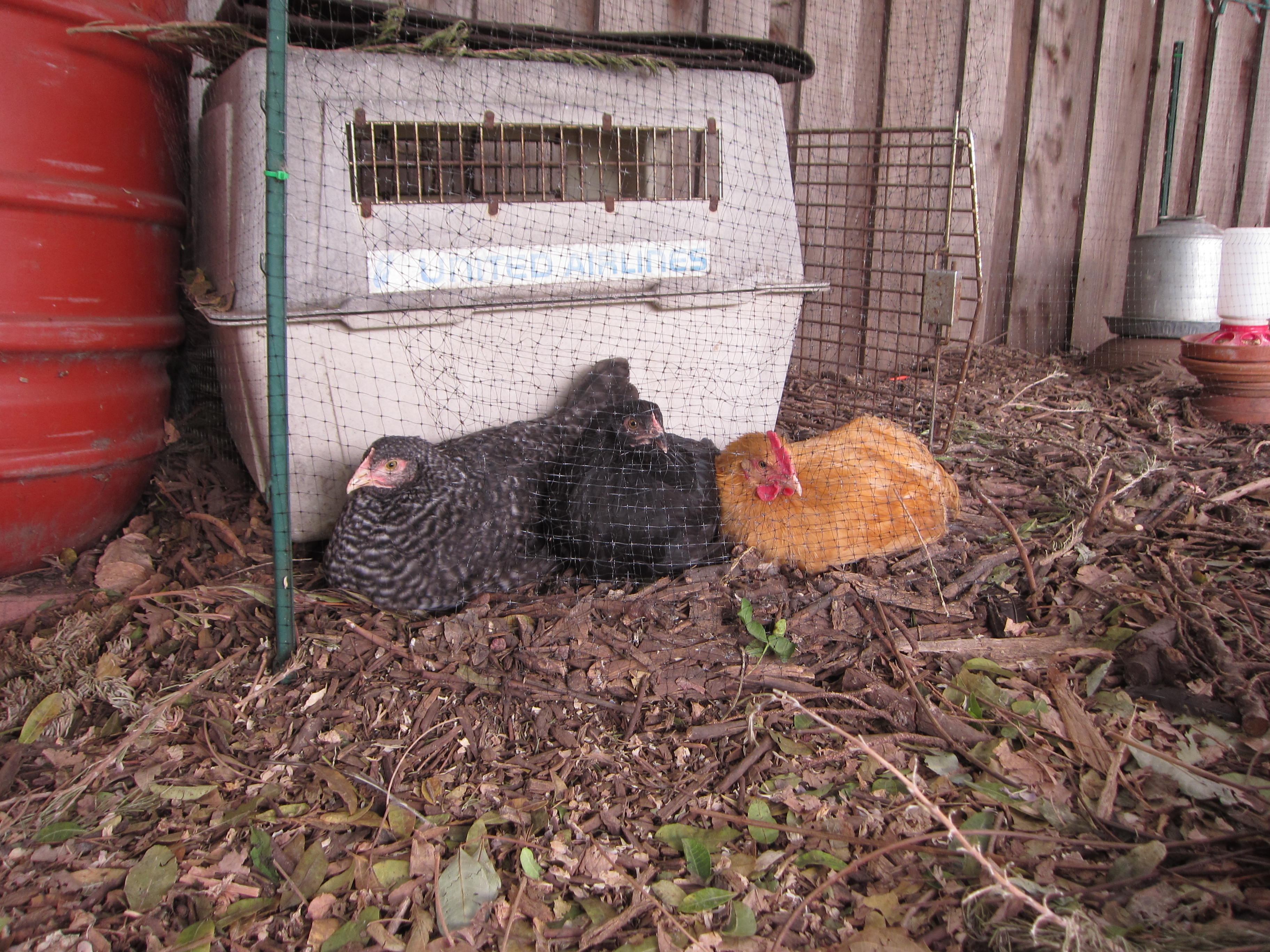 Wordless Wednesday hens and rooster