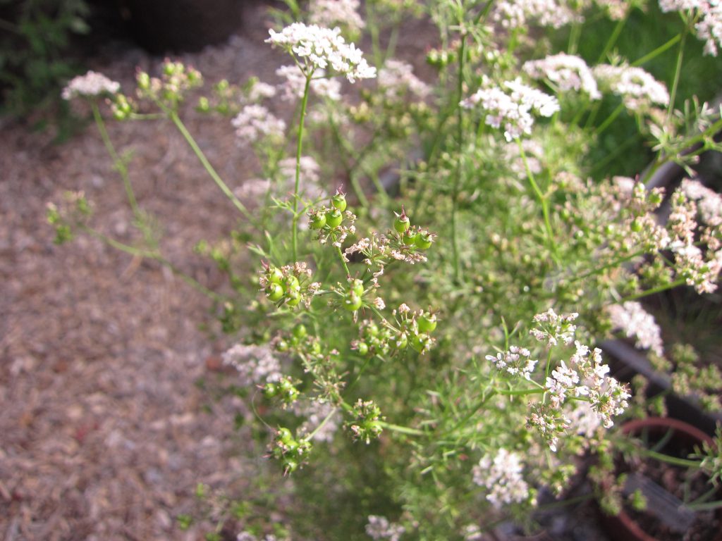 Wordless Wednesday coriander