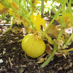 Ask Gardenerd: Saving Cucumber Seeds