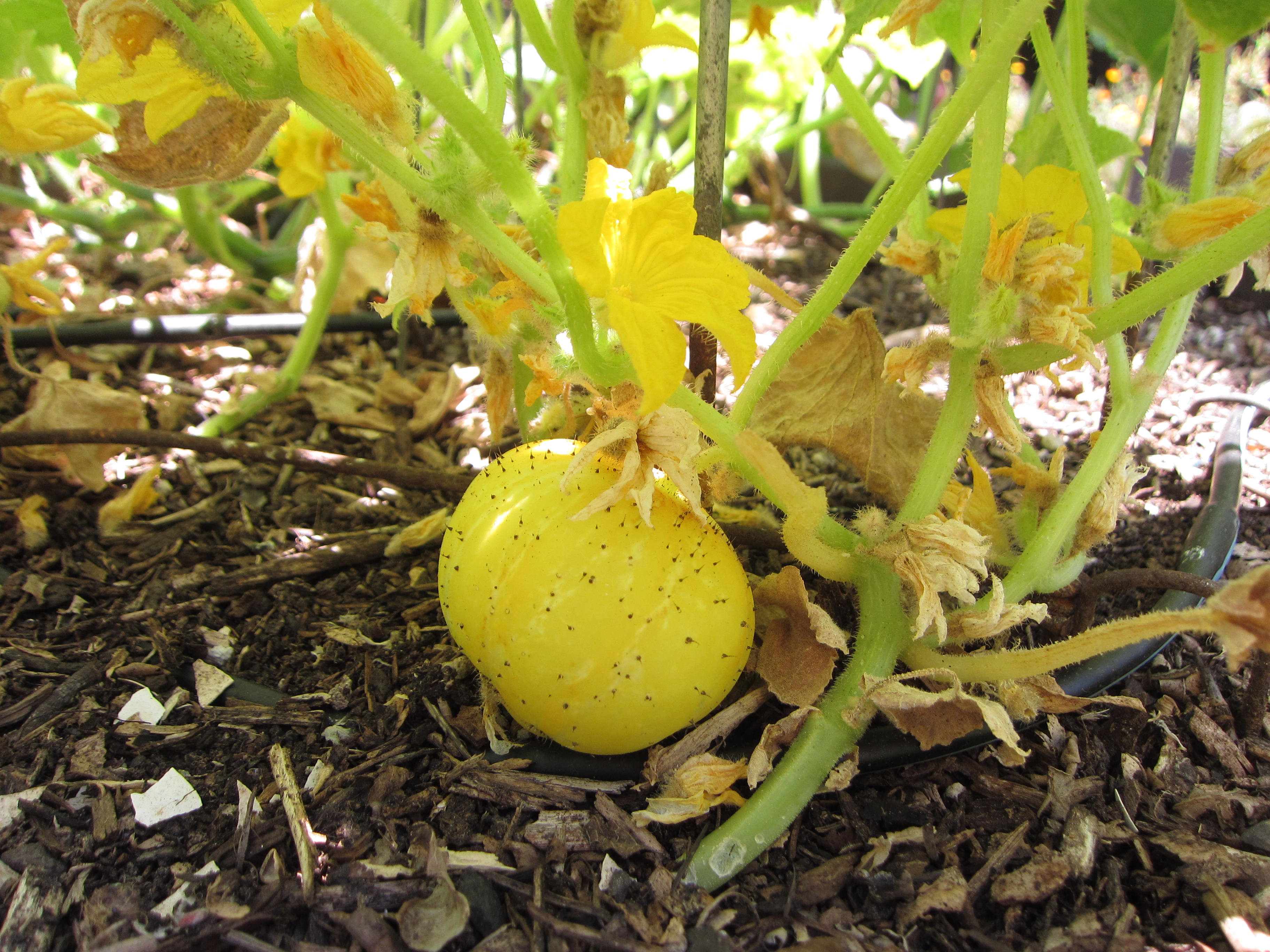 lemon cucumber seedlings