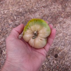 Ask Gardenerd: Tomatoes with Heat Damage