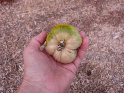 Read more about the article Ask Gardenerd: Tomatoes with Heat Damage