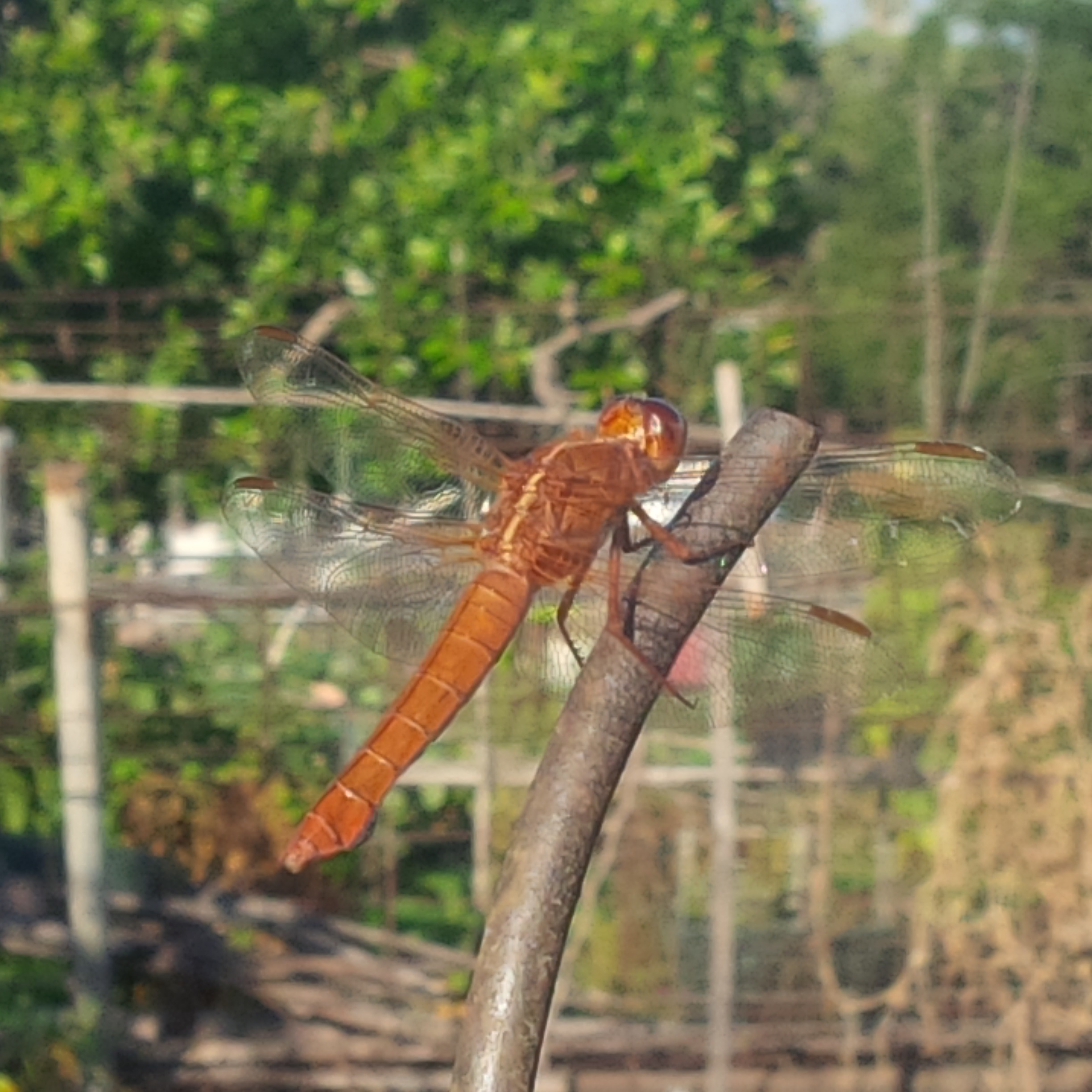 Wordless Wednesday Dragonfly
