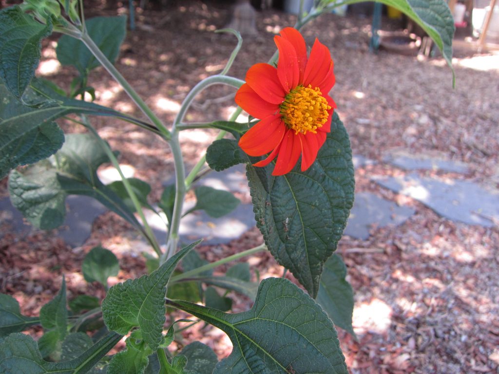 Wordless Wednesday Tithonia