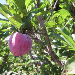 Oct 16, 2021 – Mini Fruit Gardening at South Coast Botanic Garden