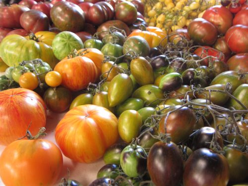 Read more about the article Start Your Tomato Seeds