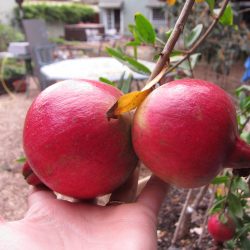 Wordless Wednesday: Fall Planting Time!