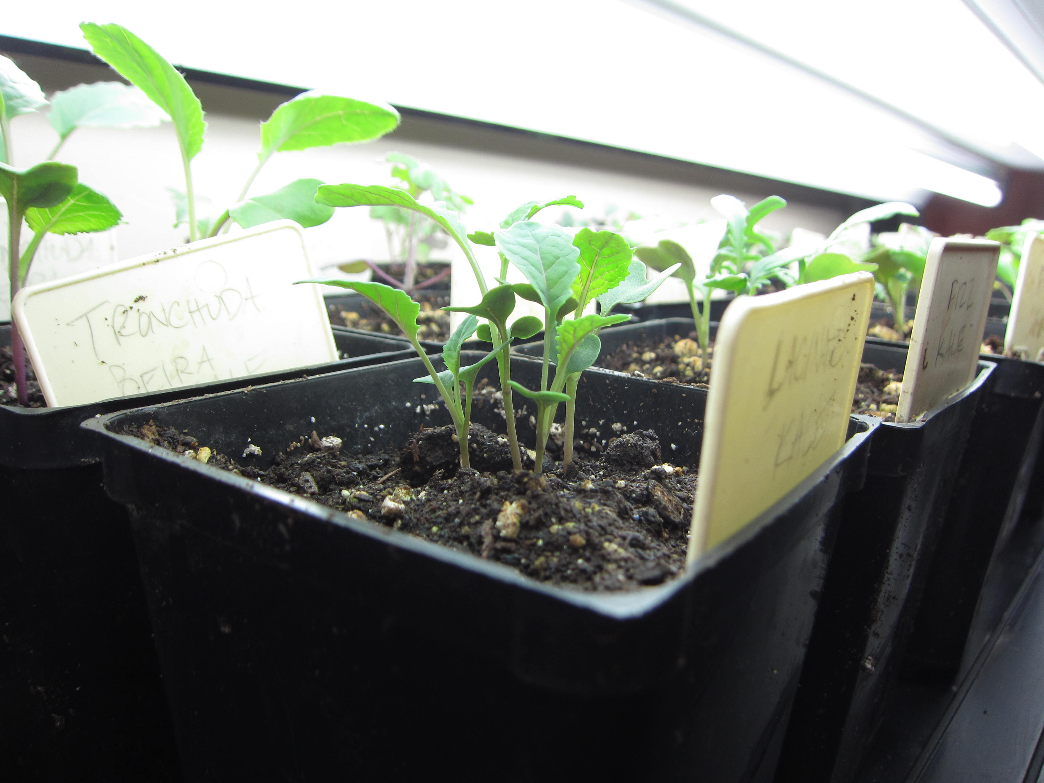 Wordless Wednesday Kale Seedlings