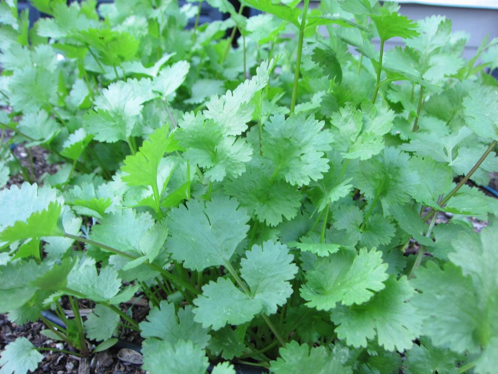 Wordless Wednesday Cilantro