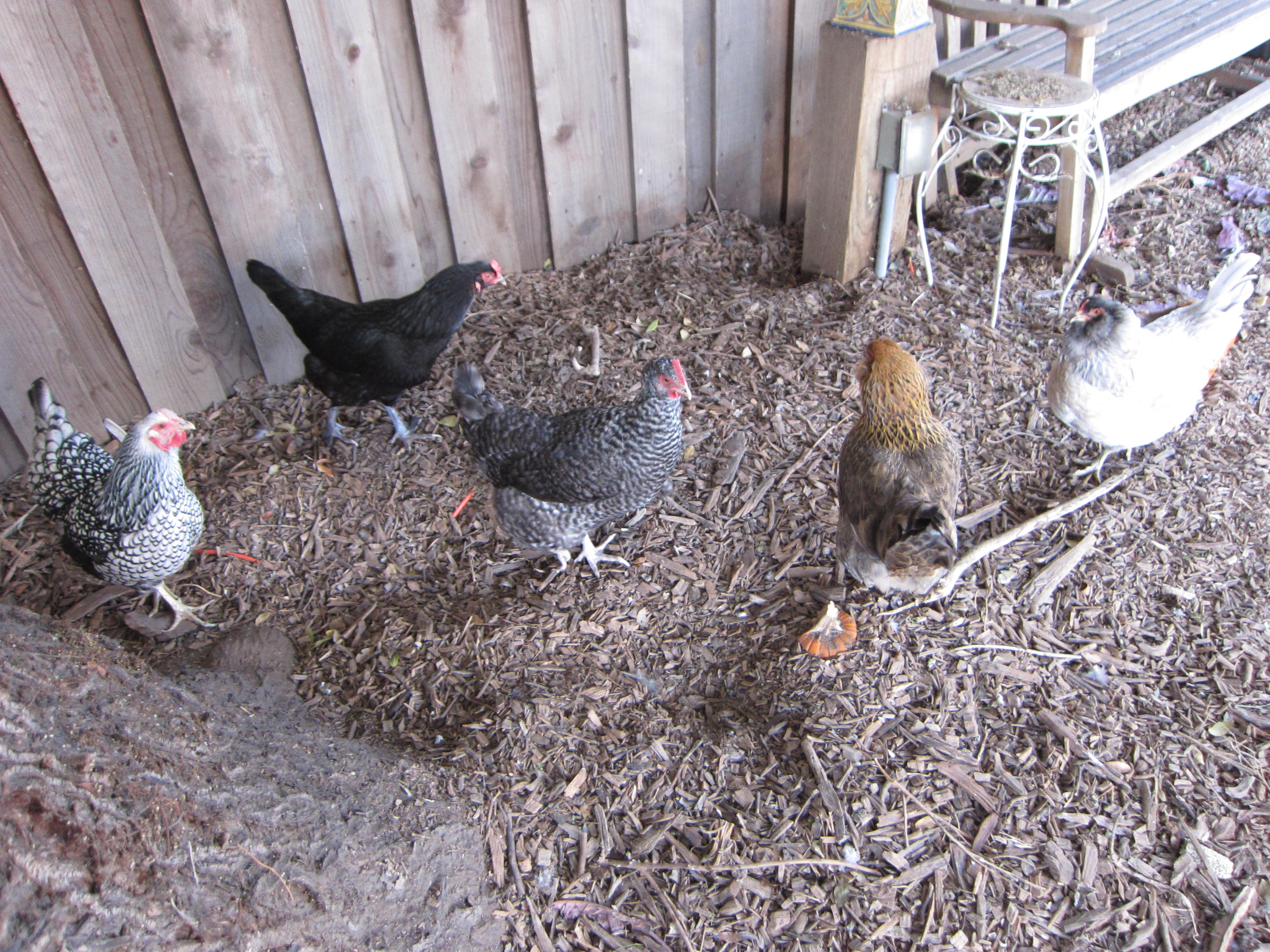Wordless Wendesday chickens