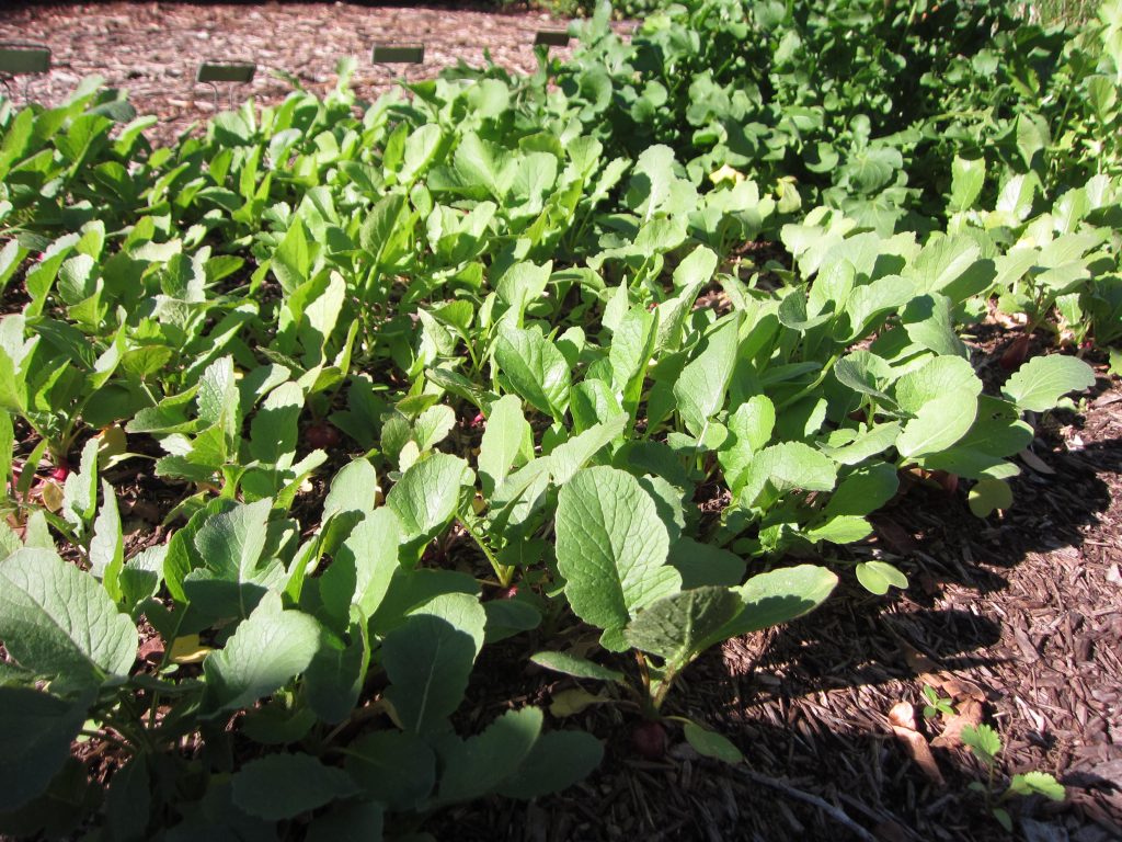 Radishes wordless wednesday