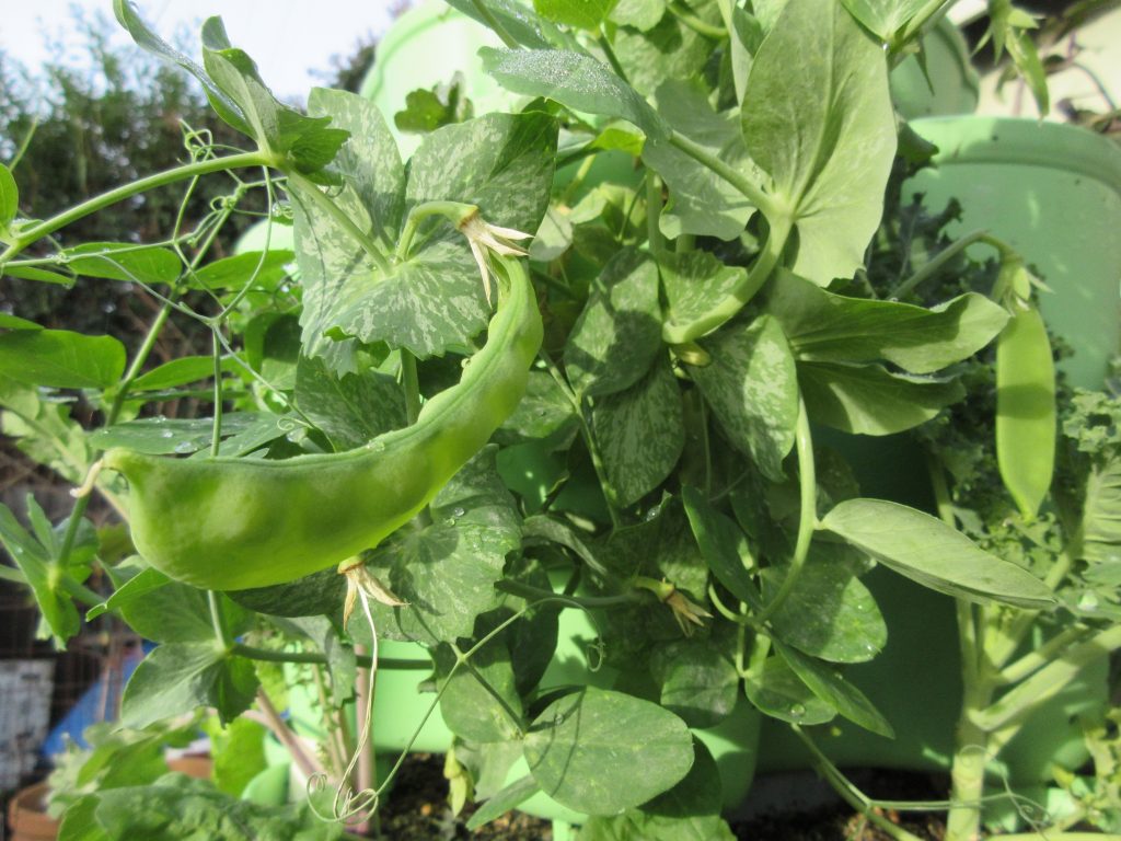 Snow Peas growing on a trellis
