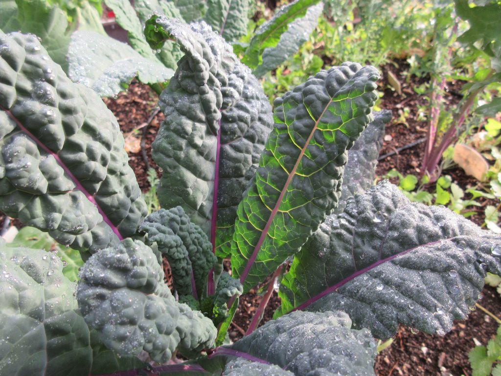 Dazzling Blue Kale without the presence of cabbage moth or cabbage looper damage