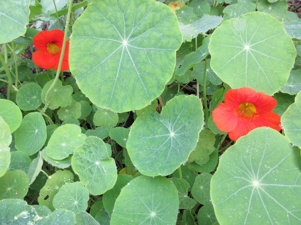 Nasturtiums