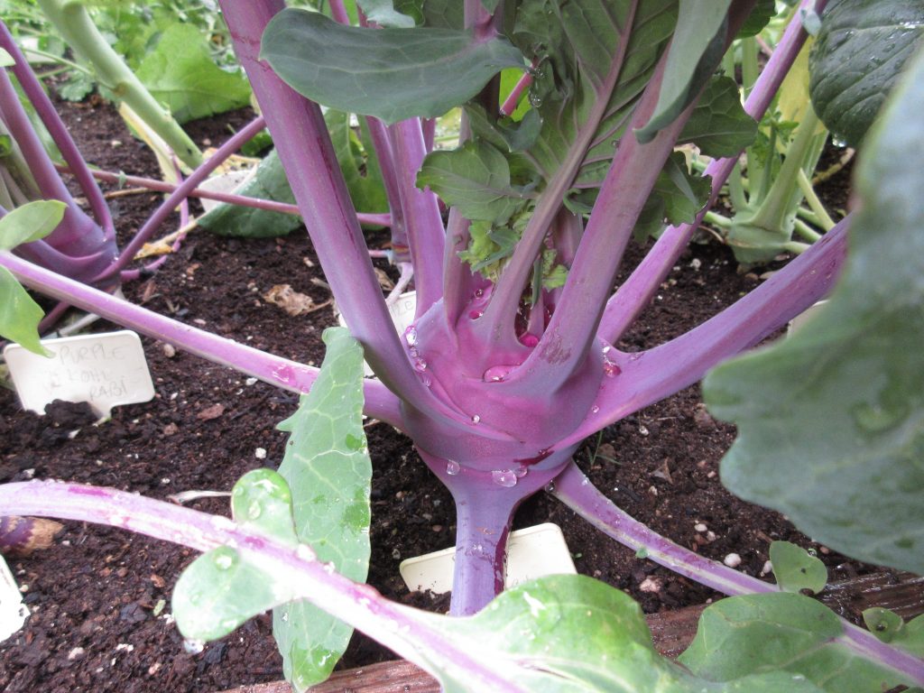 Wordless Wednesday Purple Kohlrobi