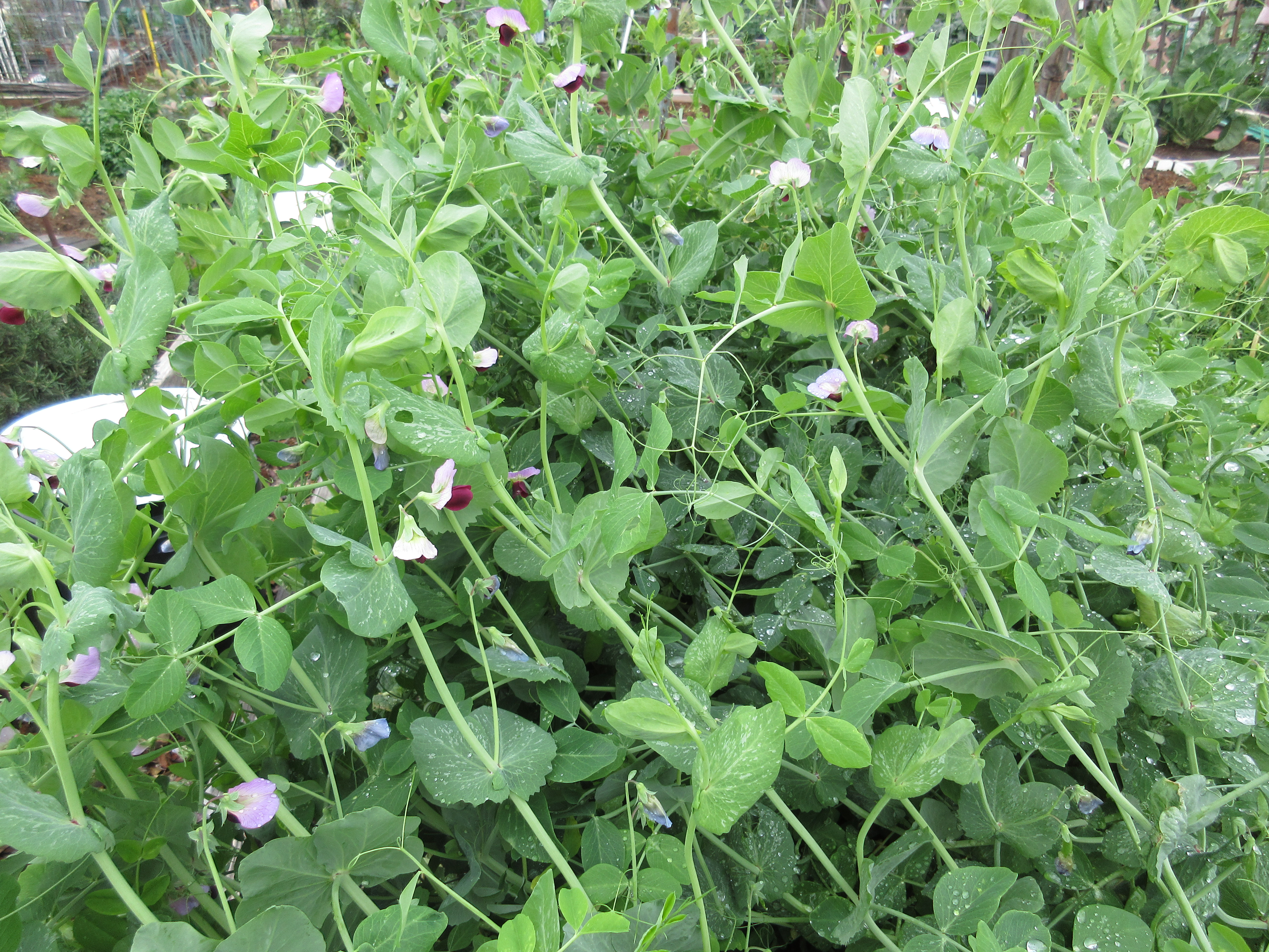 Wordless Wednesday cover crop
