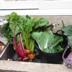 Wordless Wednesday: Winter Garden Harvest