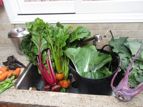 Read more about the article Wordless Wednesday: Winter Garden Harvest