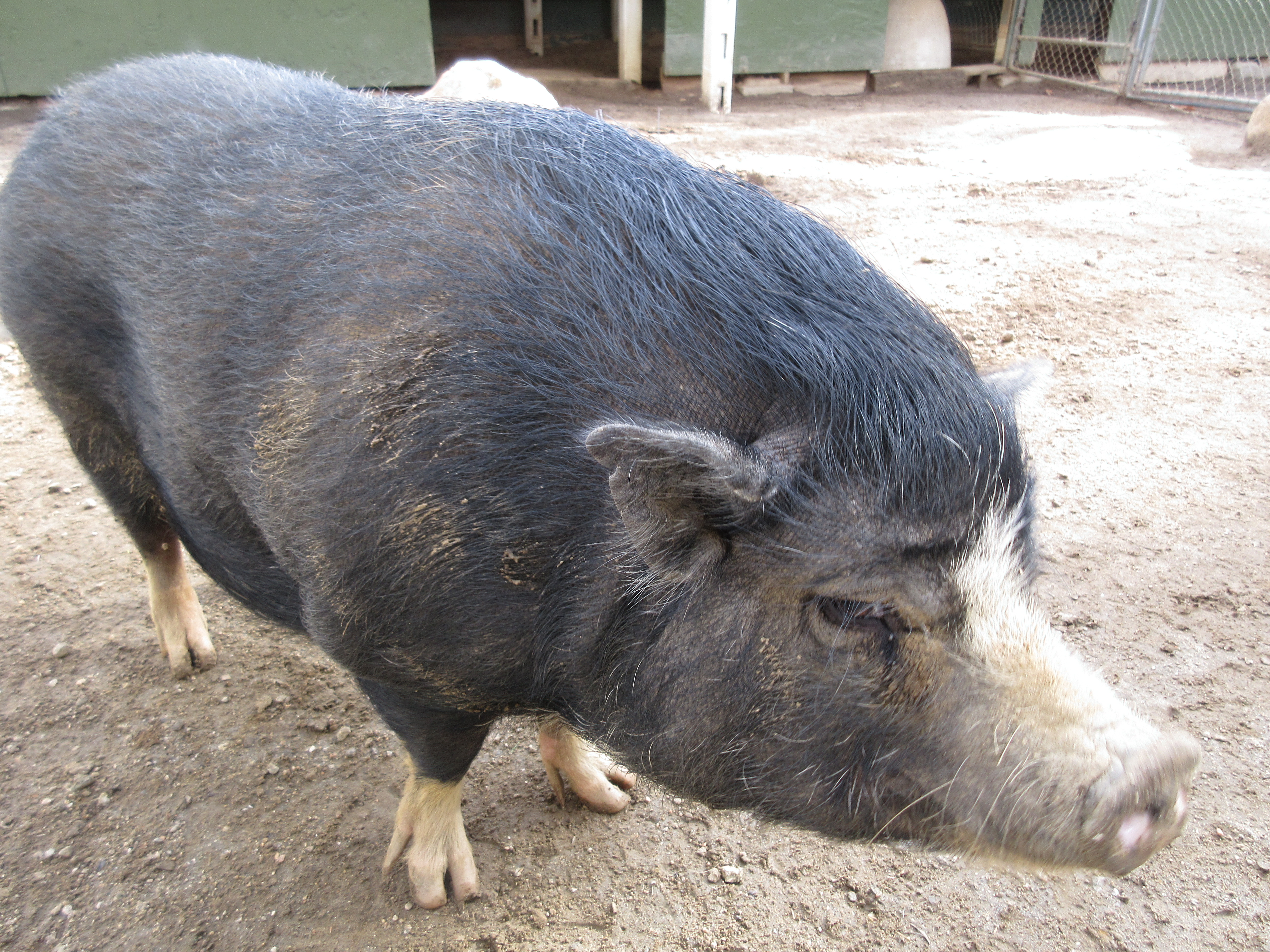 Pig Wildlife Waystation