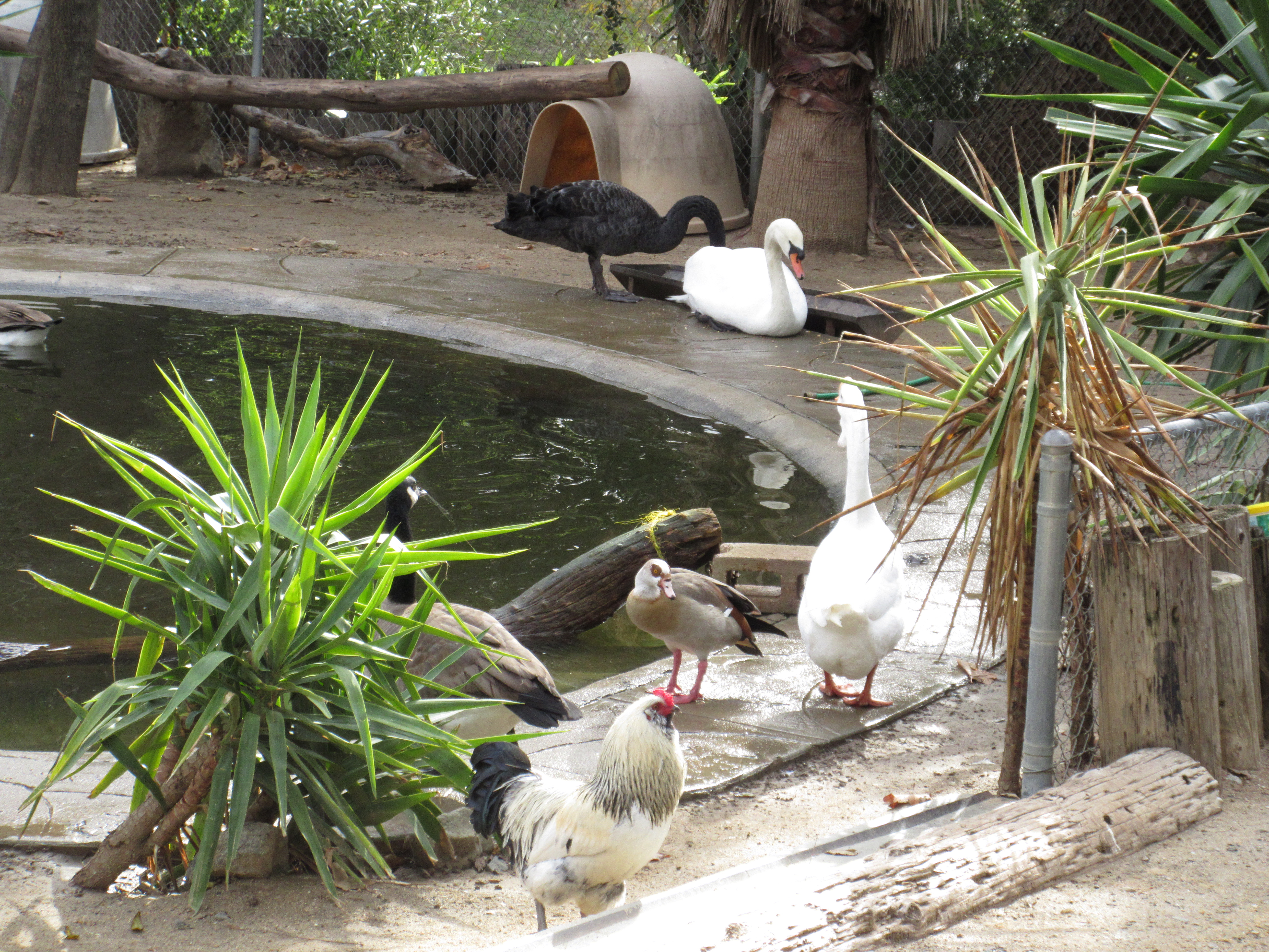 Duckpond Wildlife Waystation
